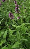 Betonica officinalis