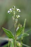 Veronica anagallis-aquatica. Верхушка цветущего растения. Южный Казахстан, Верхний Боролдай, каменистая коса на реке. 29.06.2011.