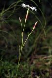 Dianthus borussicus