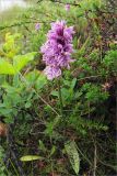 Dactylorhiza psychrophila. Цветущее растение. Мурманская обл., п-ов Рыбачий, долина р. Пяйва. 30.07.2010.