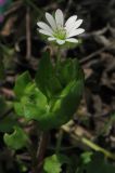 Stellaria neglecta. Верхушка цветущего растения. Крым, Карадагский заповедник, биостанция, вытоптанный участок. 6 апреля 2013 г.