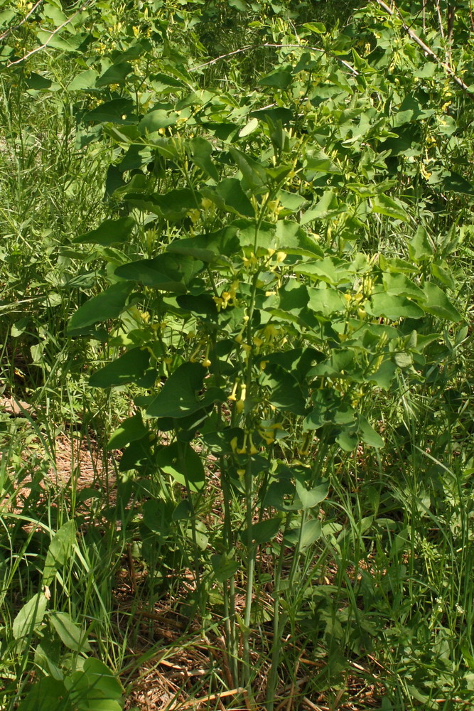 Изображение особи Aristolochia clematitis.