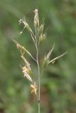 Festuca callieri. Соцветие. Южный Берег Крыма, гора Аю-Даг. 27 мая 2013 г.