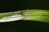 Carex drymophila