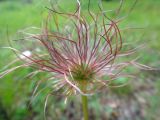 Pulsatilla multifida. Созревающий плод. Республика Бурятия, Баунтовский эвенкийский р-н, окр. пос. Северный, долина р. Има, речная терраса, опушка леса. 23.06.2013.