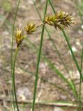 Carex colchica. Верхушка побега с соплодиями. Украина, г. Запорожье, возле Детской железной дороги. 23.05.2010.