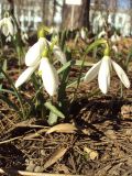 Galanthus nivalis