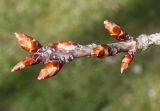 Prunus serrulata. Верхняя часть побега с покоящимися почками ('Shirofugen'). Германия, г. Дюссельдорф, Ботанический сад университета. 10.03.2014.