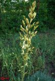 Yucca gloriosa