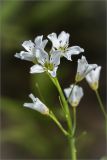 Cardamine amara. Соцветие. Ленинградская обл., Ломоносовский р-н, исток р. Лопухинка. 22.06.2014.