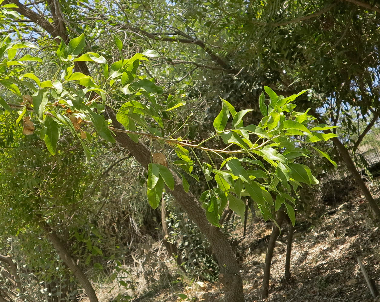 Изображение особи Heteromorpha arborescens.