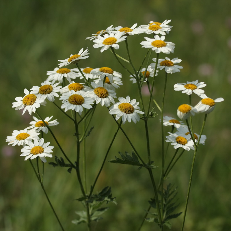 Изображение особи Pyrethrum corymbosum.