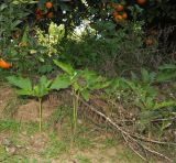 Datura stramonium