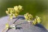 Alchemilla alpina. Верхушка побега с соцветием. Мурманская обл., п-ов Рыбачий, побережье Большой Волоковой губы, приморская кустарничковая тундра. 30.07.2015.