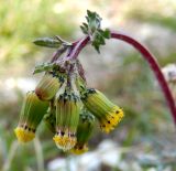 Senecio vulgaris