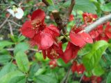 Chaenomeles speciosa. Цветки. Краснодарский край, г. Сочи, Центральный р-н, в культуре. 27.03.2016.