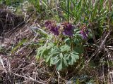 Corydalis solida