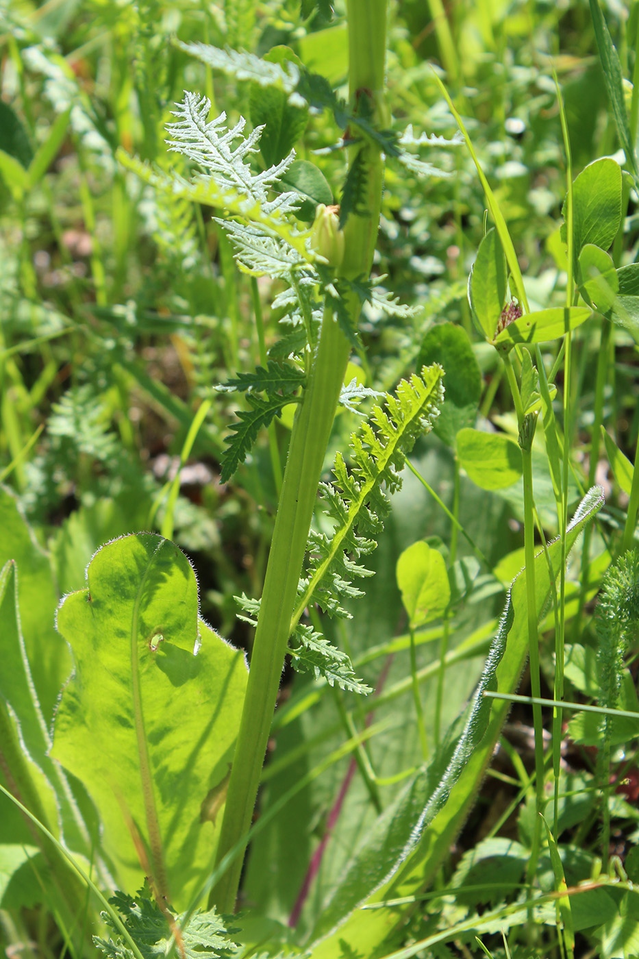 Изображение особи Pedicularis kaufmannii.