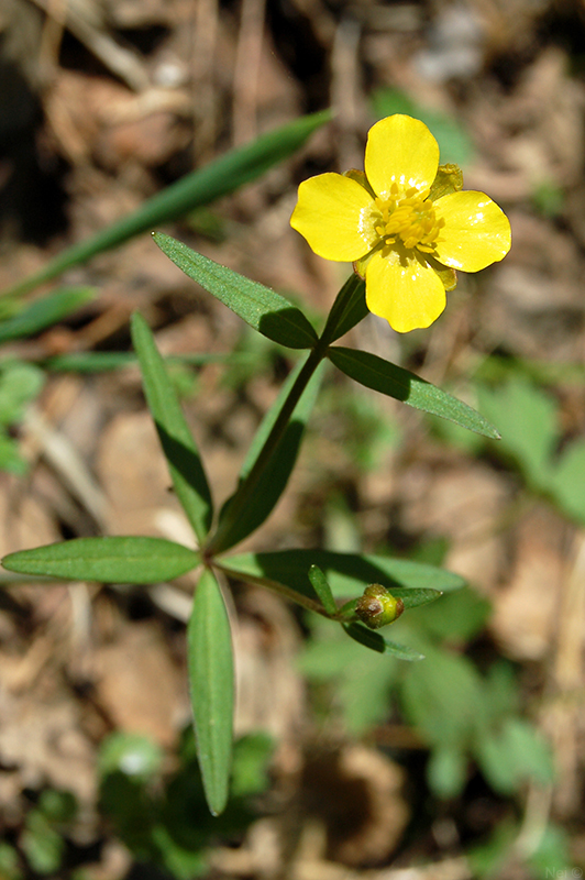 Изображение особи Ranunculus monophyllus.