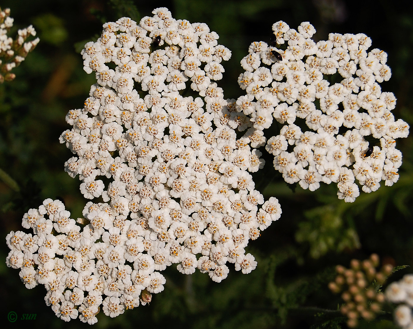 Изображение особи Achillea millefolium.