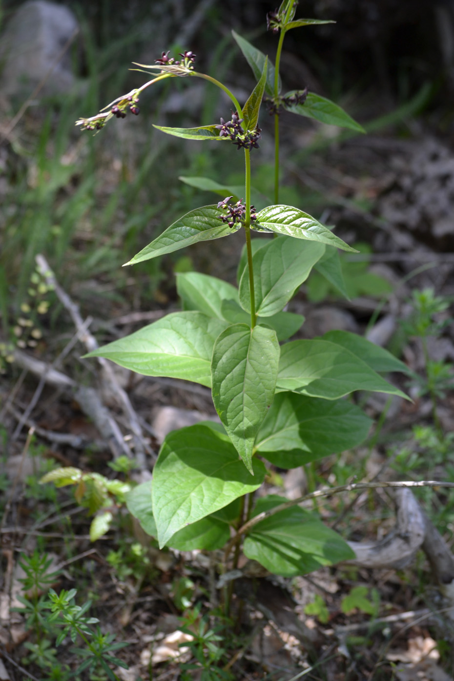 Изображение особи Vincetoxicum scandens.