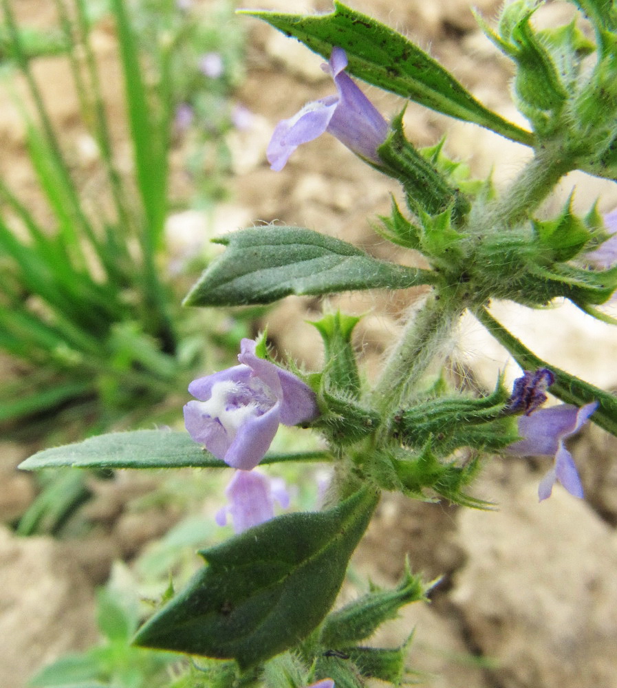 Изображение особи Ziziphora acinos.