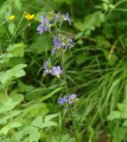 Polemonium chinense. Верхушка цветущего растения. Иркутская обл., Шелеховский р-н, окр. с. Шаманка, сосново-берёзовый лес. 08.07.2016.