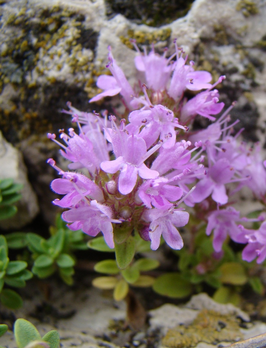 Изображение особи Thymus zheguliensis.