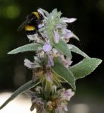 Stachys germanica