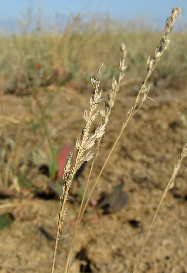 Изображение особи Poa bulbosa ssp. vivipara.