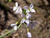 Cardamine dentata. Соцветие. Якутия, Алданский р-н, в 6 км выше по течению г. Томмот, левый берег р. Алдан, пойма р. Радио Юрюете. 27.06.2016.