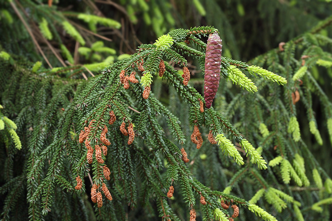 Изображение особи Picea orientalis.