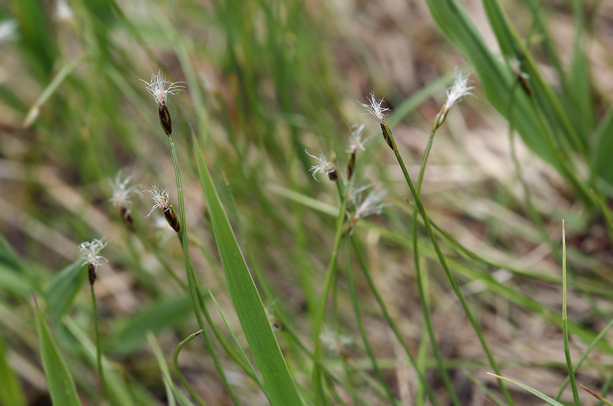 Изображение особи Trichophorum alpinum.