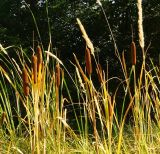 Typha laxmannii. Верхушки побегов с созревшими соплодиями. Восточный Казахстан, г. Усть-Каменогорск, Архитектурно-ландшафтный музей-заповедник, искусственный водоём. 25.08.2017.