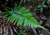 Cyclosorus heterocarpos. Вайя. Малайзия, штат Саравак, национальный парк Бако; о-в Калимантан, влажный тропический лес. 11.05.2017.