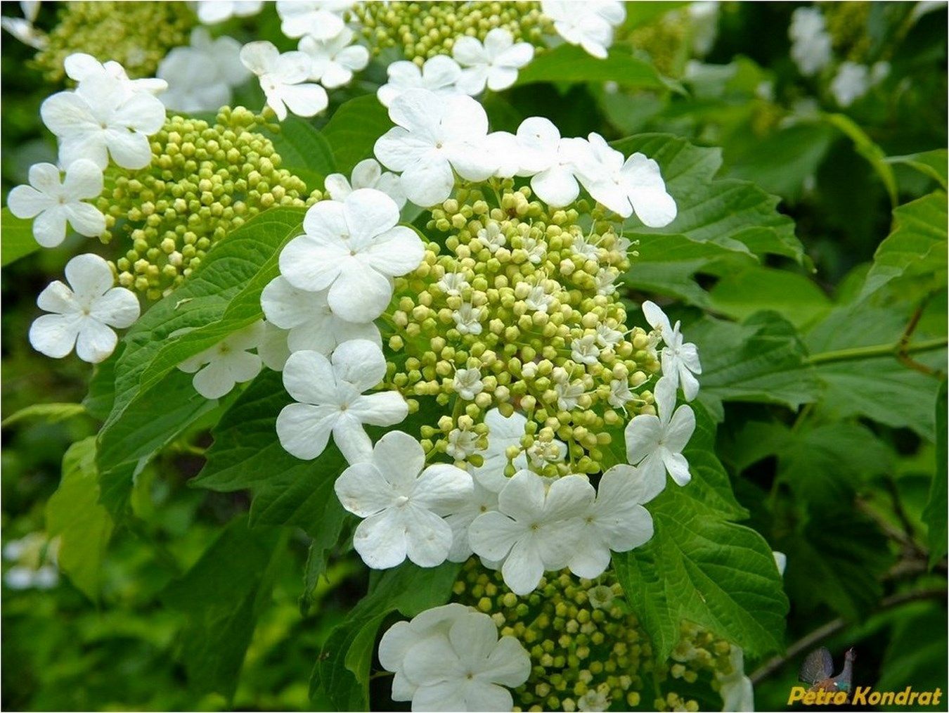 Изображение особи Viburnum opulus.