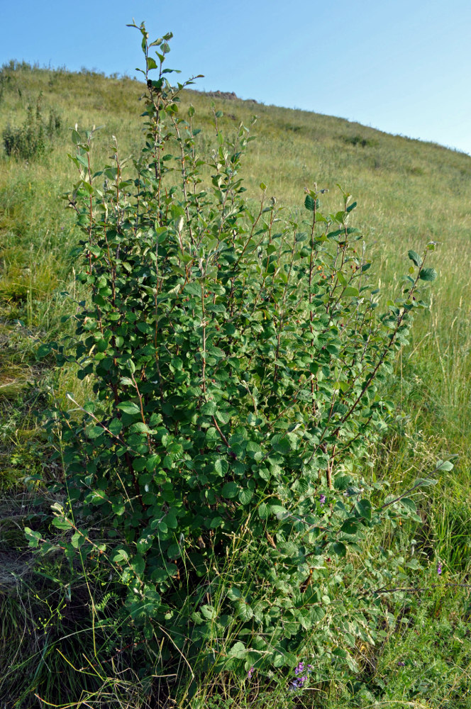 Image of Cotoneaster melanocarpus specimen.