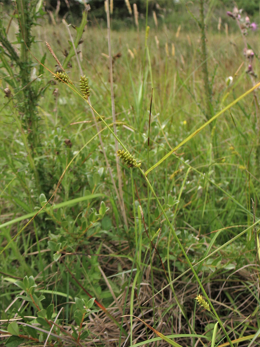 Изображение особи Carex punctata.