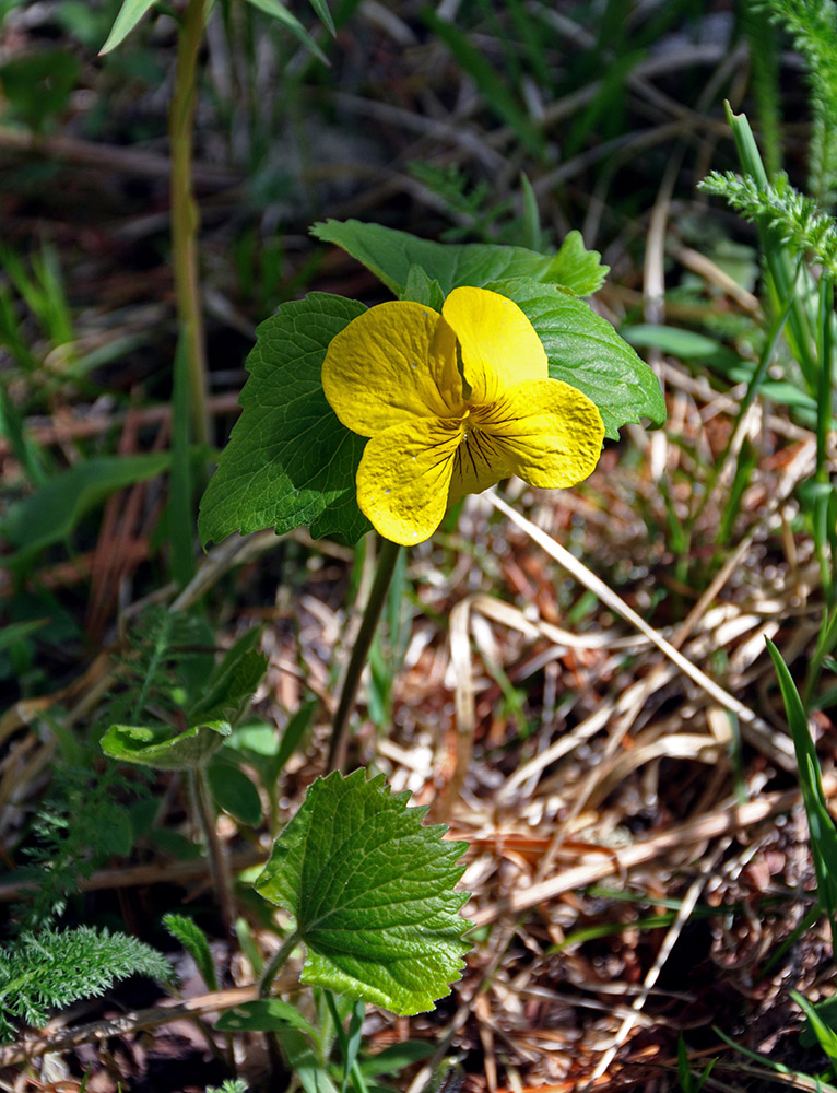 Image of Viola uniflora specimen.