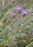 Cirsium euxinum. Верхушка цветущего растения. Краснодарский край, окр. г. Новороссийск, хр. Маркотх, пер. Андреевский, нагорная степь. 07.08.2019.