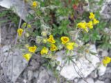 Helianthemum cretaceum