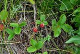 Fragaria viridis