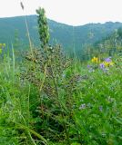 Veratrum nigrum