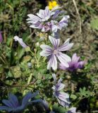 Malva sylvestris