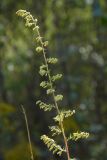 Artemisia scoparia