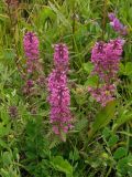 Pedicularis verticillata. Цветущие растения (вид сверху). Магаданская обл., Ольский р-н, Ольское шоссе, окр. ост. Нюкля, поляна близ дороги. 14.07.2012.