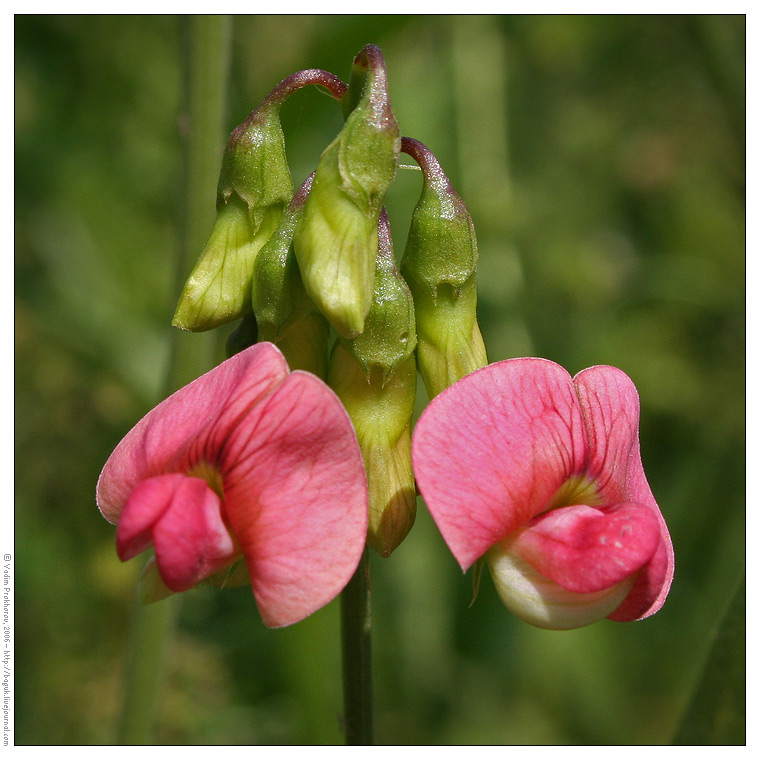 Изображение особи Lathyrus sylvestris.