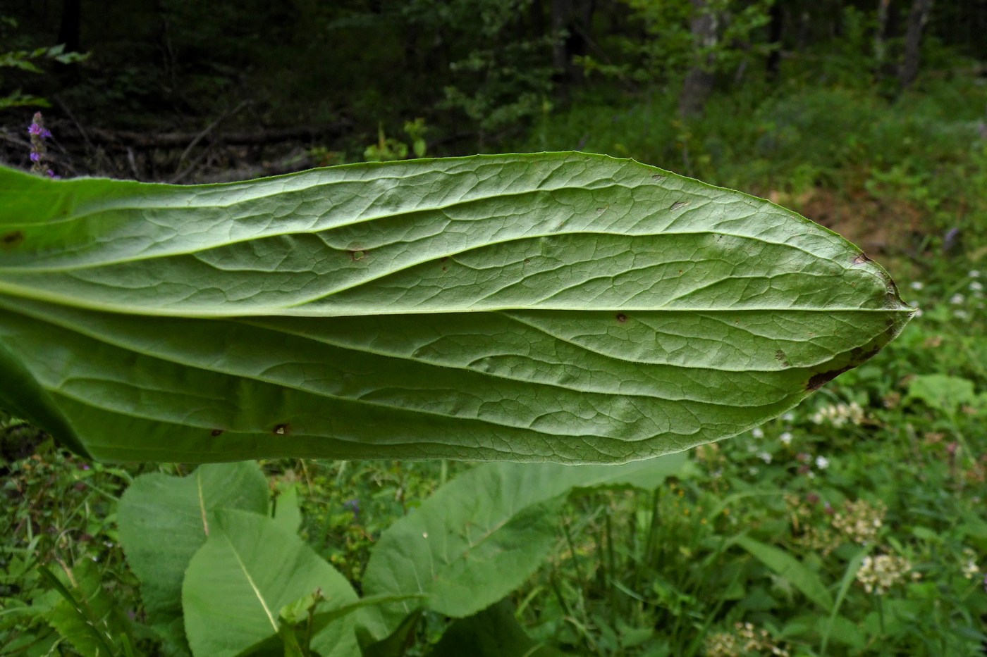 Изображение особи Digitalis schischkinii.