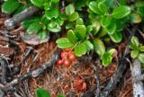 Vaccinium vitis-idaea