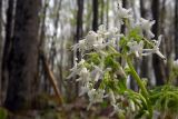 Trachystemon orientalis